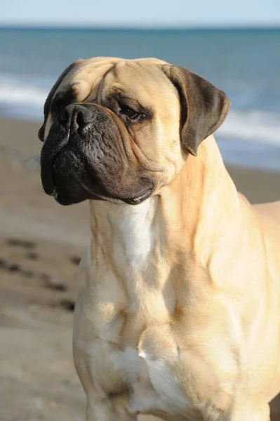 Bullmastiff Renrasiga Hund Stående Sand Stranden — Stockfoto