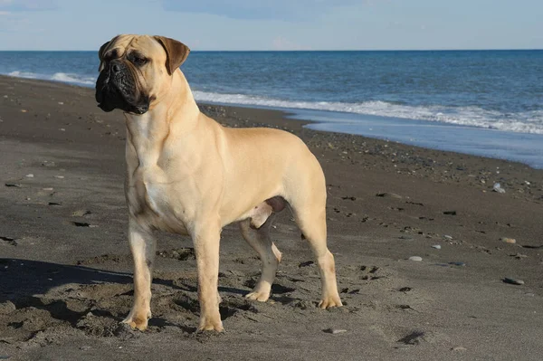 Bullmastiff Rasechte Hond Staand Zand Het Strand — Stockfoto