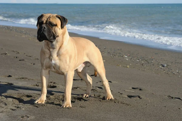 Bullmastiff Rasechte Hond Staand Zand Het Strand — Stockfoto
