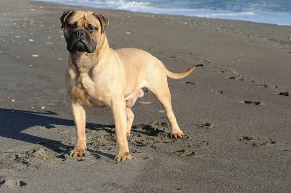 在沙滩上站在沙地上的斗牛犬 — 图库照片