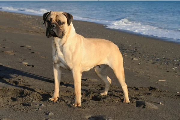 Bulldogge Reinrassiger Hund Steht Auf Sand Strand — Stockfoto