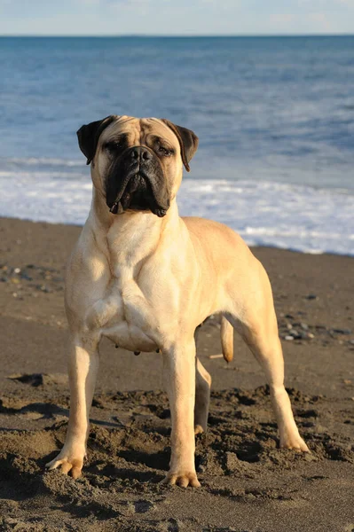 Bullmastiff safkan köpeği kumsalda duruyor.