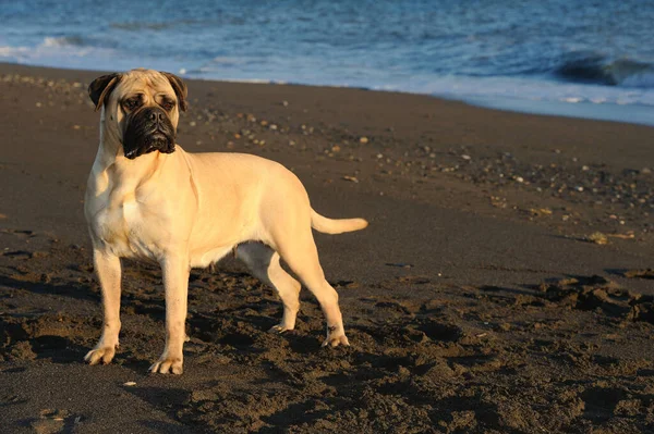 Bullmastiff safkan köpeği kumsalda duruyor.