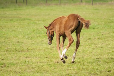 mera üzerinde güzel küçük yavru
