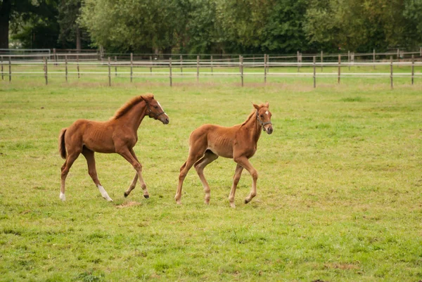 Nice little foals on pasture — Stock Photo, Image