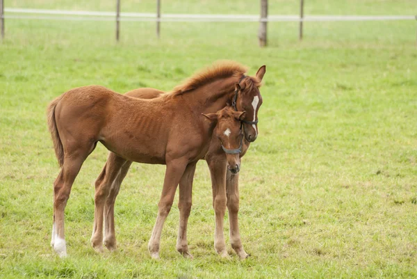 Nice little foals on pasture — Stock Photo, Image