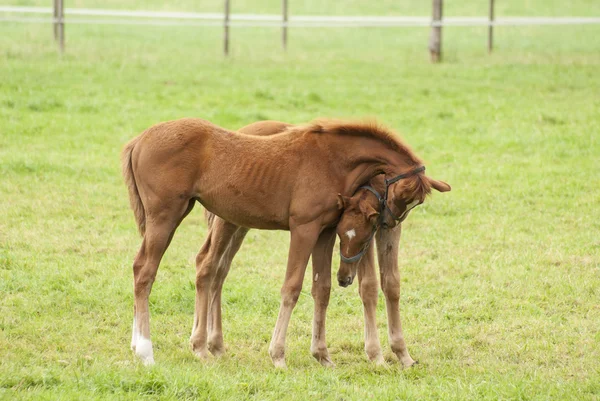 Nice little foals on pasture — Stock Photo, Image