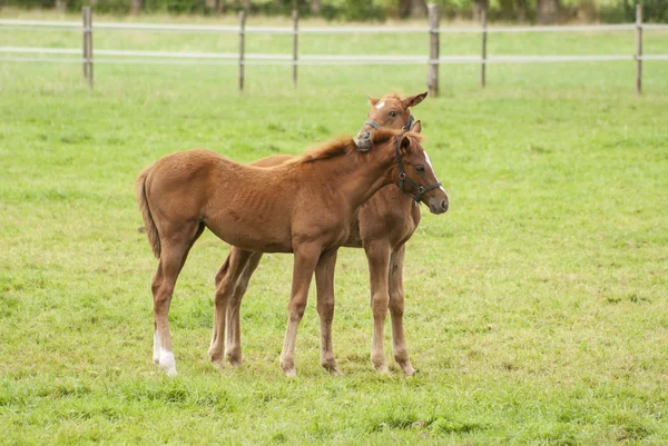 Nice little foals on pasture — Stock Photo, Image