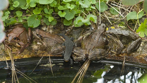 Sapo en el estanque del jardín — Foto de Stock