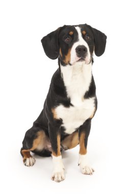 entlebucher dağ köpek