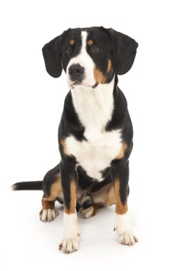 entlebucher dağ köpek