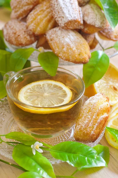 Lemon madeleines with tea — Stock Photo, Image