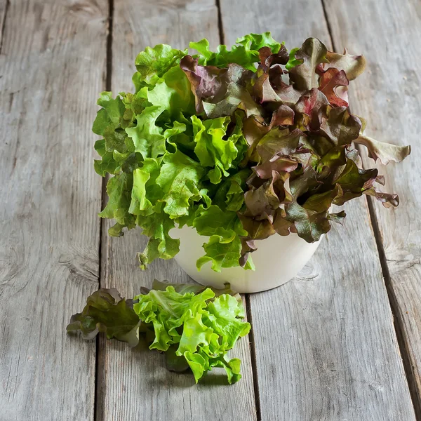 Yeşil salata — Stok fotoğraf