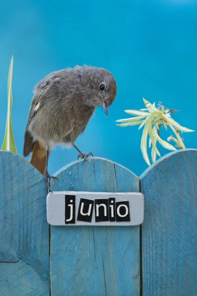 Bird perched on a June decorated fence