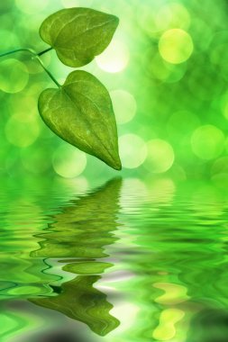 Nature reflections