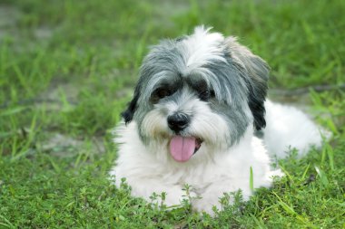 kabarık beyaz köpek yavrusu dilini çıkarmış