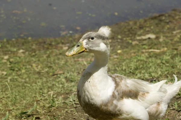 Grim DUckling - Stock-foto