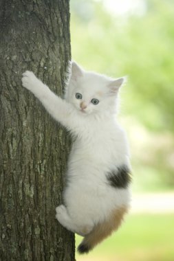 bir ağaçta sıkışmış kedi