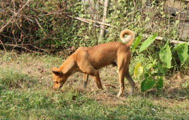 Indian street dog find something on the grass. morning time with sunlight 
