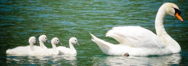 Moeder swan met jongeren. concept van liefde, bescherming en begeleiding — Stockfoto