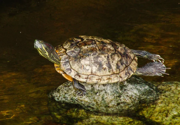 Vatten tortois stretching benen — Stockfoto