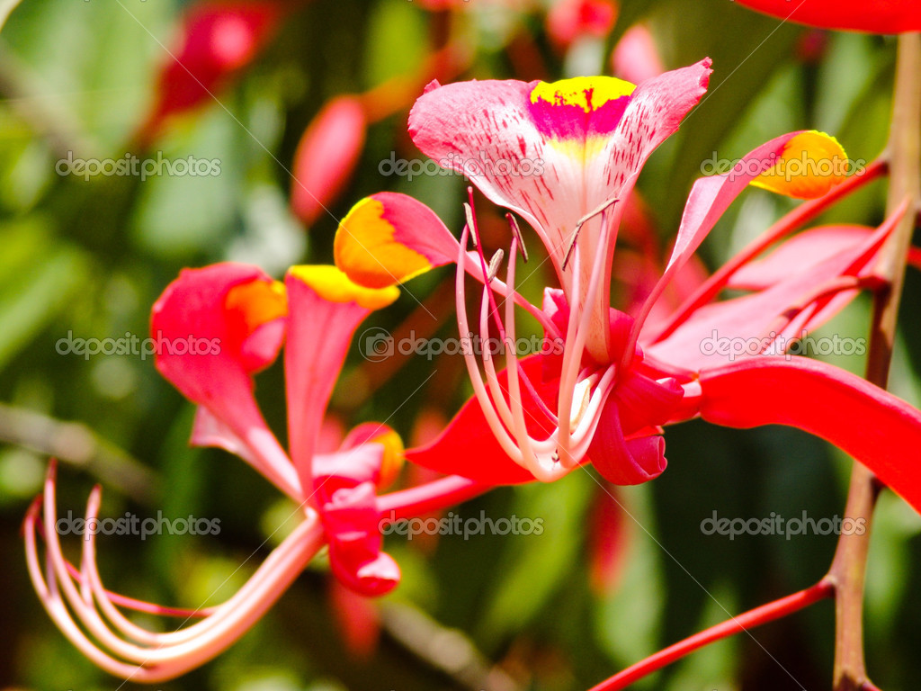 Esotico fiore rosso con punte gialle foto scattata in Malesia — Foto di PurpleGecko