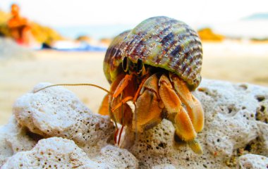 hermit crab climing over corals. clipart