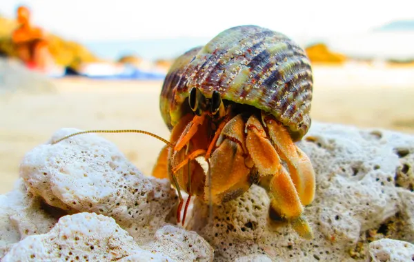 Cangrejo ermitaño climado sobre corales . — Foto de Stock