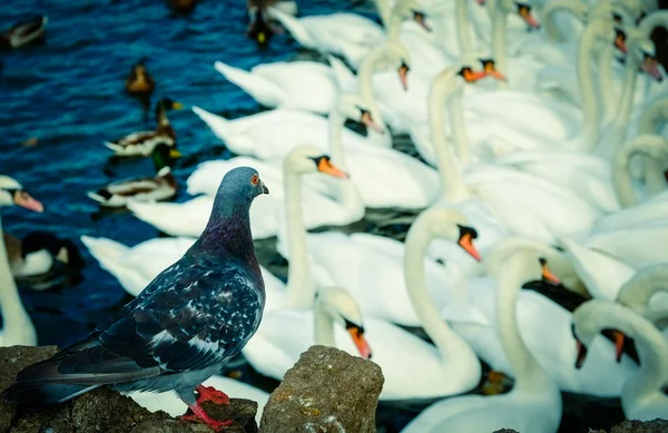 Dove is observing a flock of swans — Stock Photo, Image