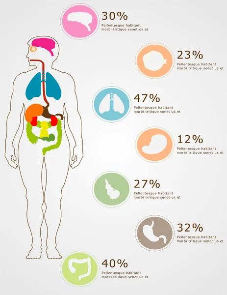 Silhouette della persona e degli organi . — Vettoriale Stock