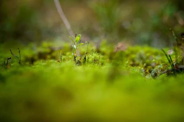 森林植物 — ストック写真