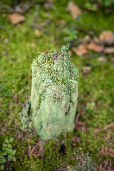 森林植物 — ストック写真