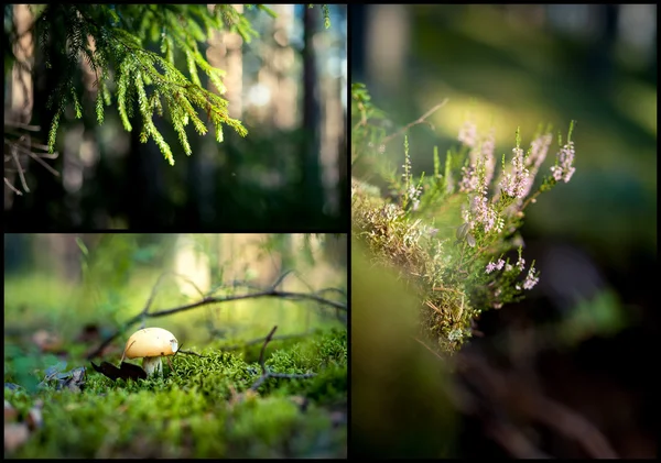 森林植物 — ストック写真