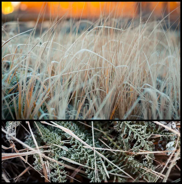 Замерзшая трава — стоковое фото