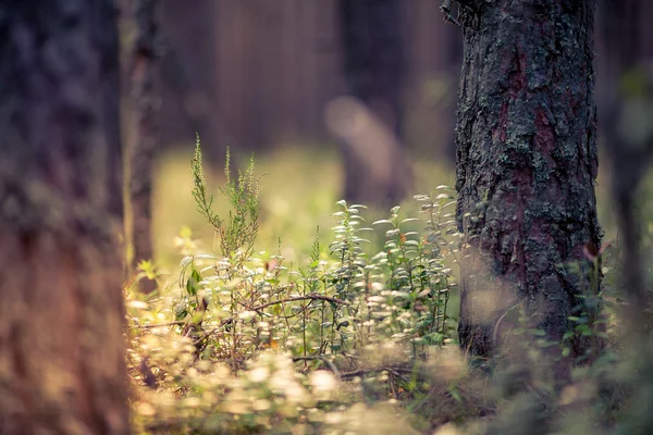 Lesní rostliny — Stock fotografie