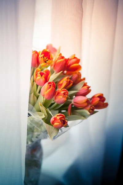 Tulipani rossi Foto Stock Royalty Free