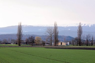Yazın tarla ve ağaçların manzarası