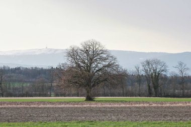 Tarlada yalnız bir ağaç