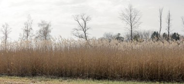 Ağaçlı bir tarımsal kırsal manzara