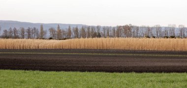 Ağaçlı bir tarımsal kırsal manzara