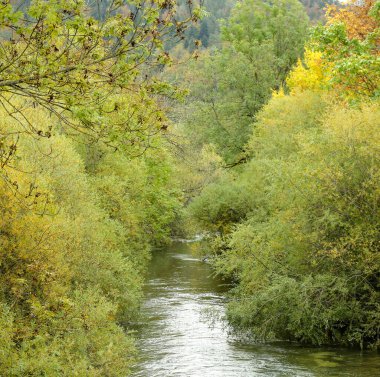 Derenin kıyısındaki renkli ağaçlar