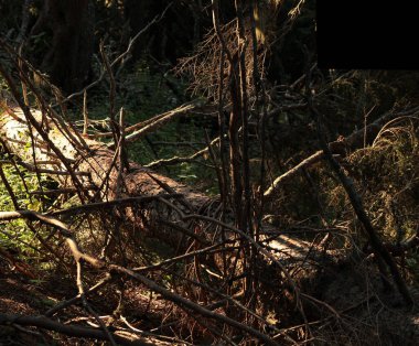 Bir orman zeminindeki kozalaklı ağaç kütüğü.