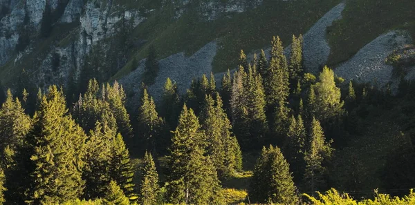 Pine Trees Mountainous Area Summer — Foto de Stock