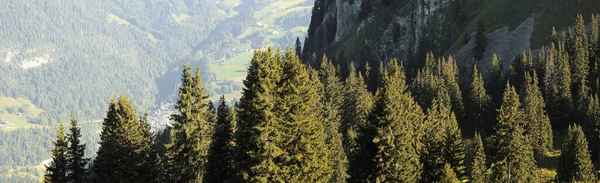 Alpine Scenery Forest Trees —  Fotos de Stock