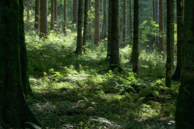 Yazın bir orman zemininde ışık