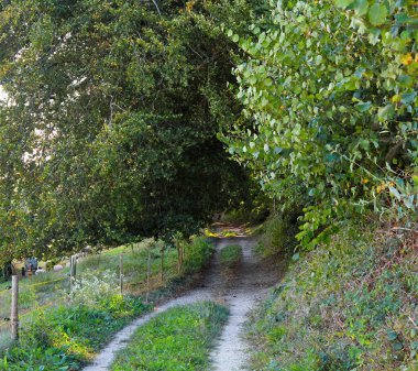 Yazın orman manzarası