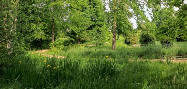 Ağaçlı bir yaz manzarası