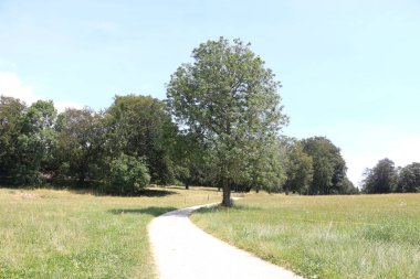 Yazın çayır ve ağaçlar.