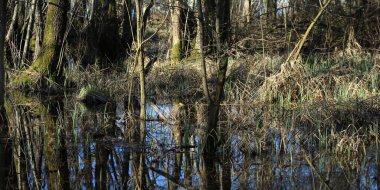 Bataklık gölünde ağaç gövdeleri