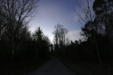 Sabah erkenden bir orman yolu.